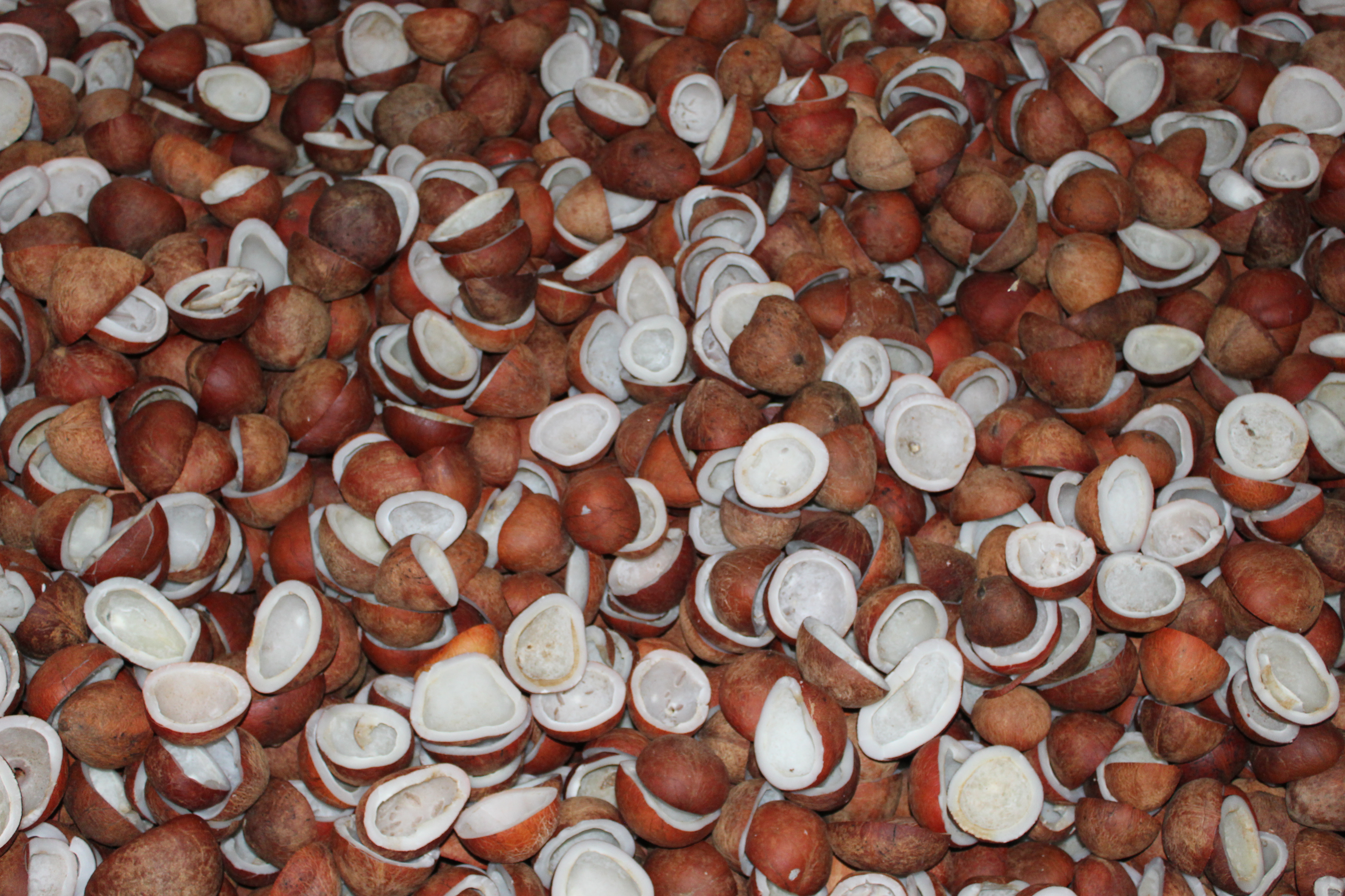 High-Quality Dry Coconut Copra