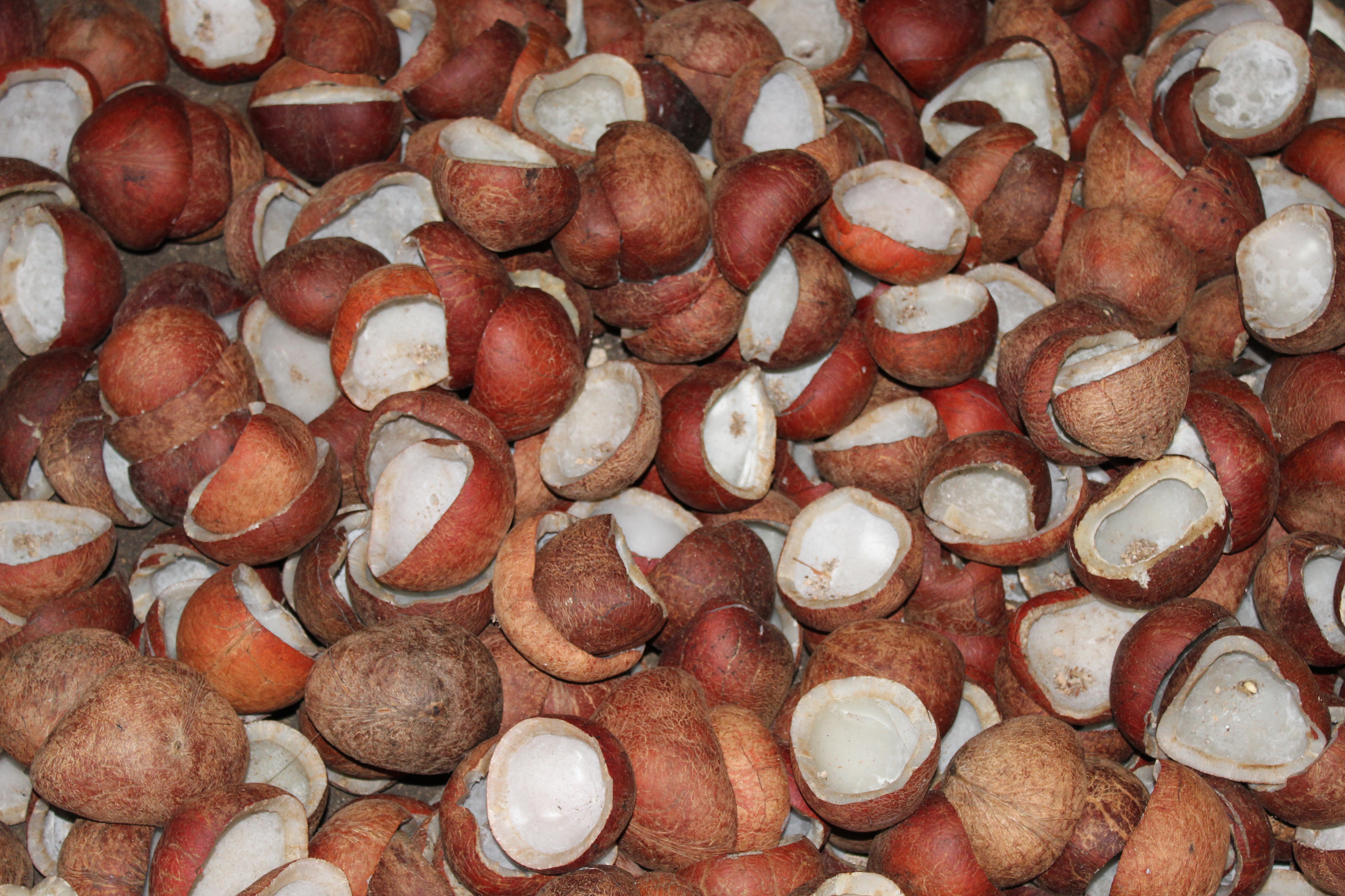 Manufacturer Coconut